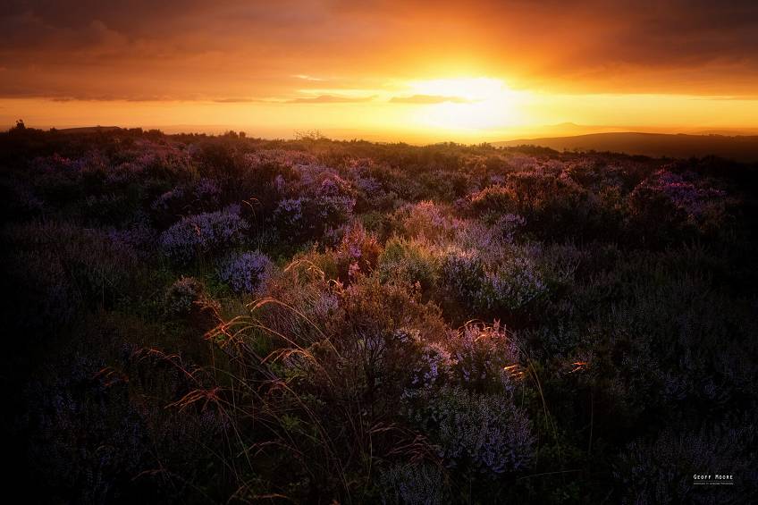 Shropshire Heather Moorlands