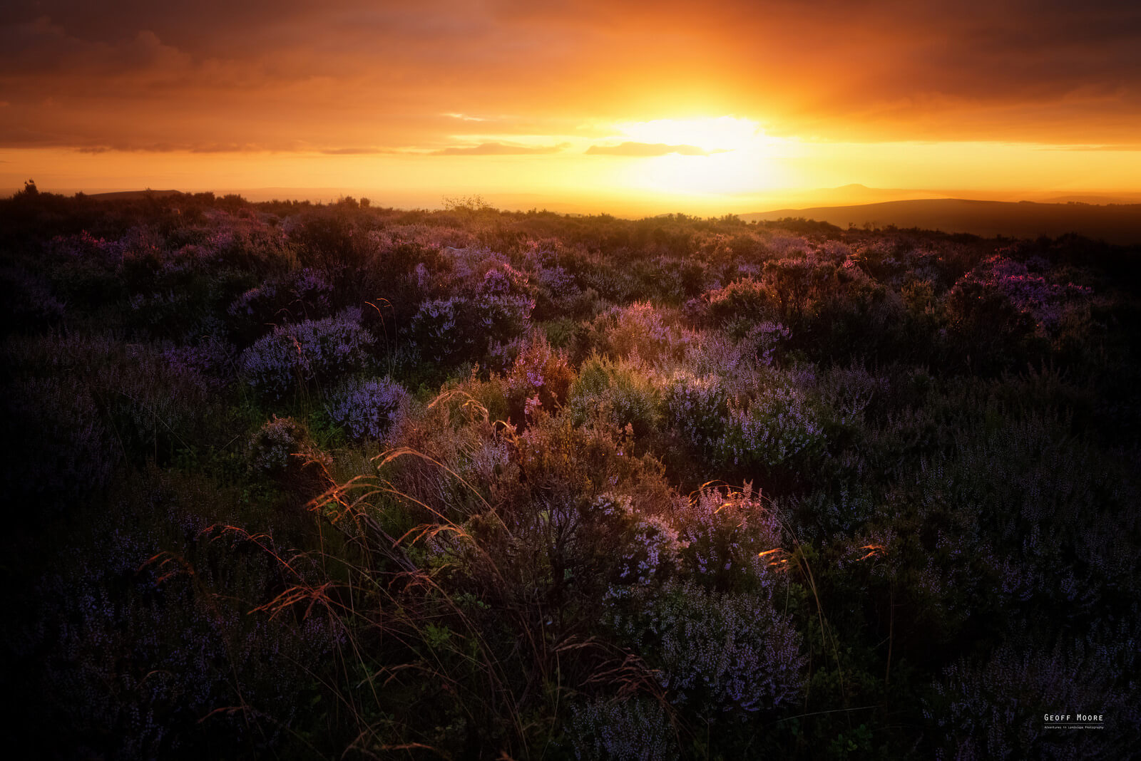 Shropshire Heather Moorlands