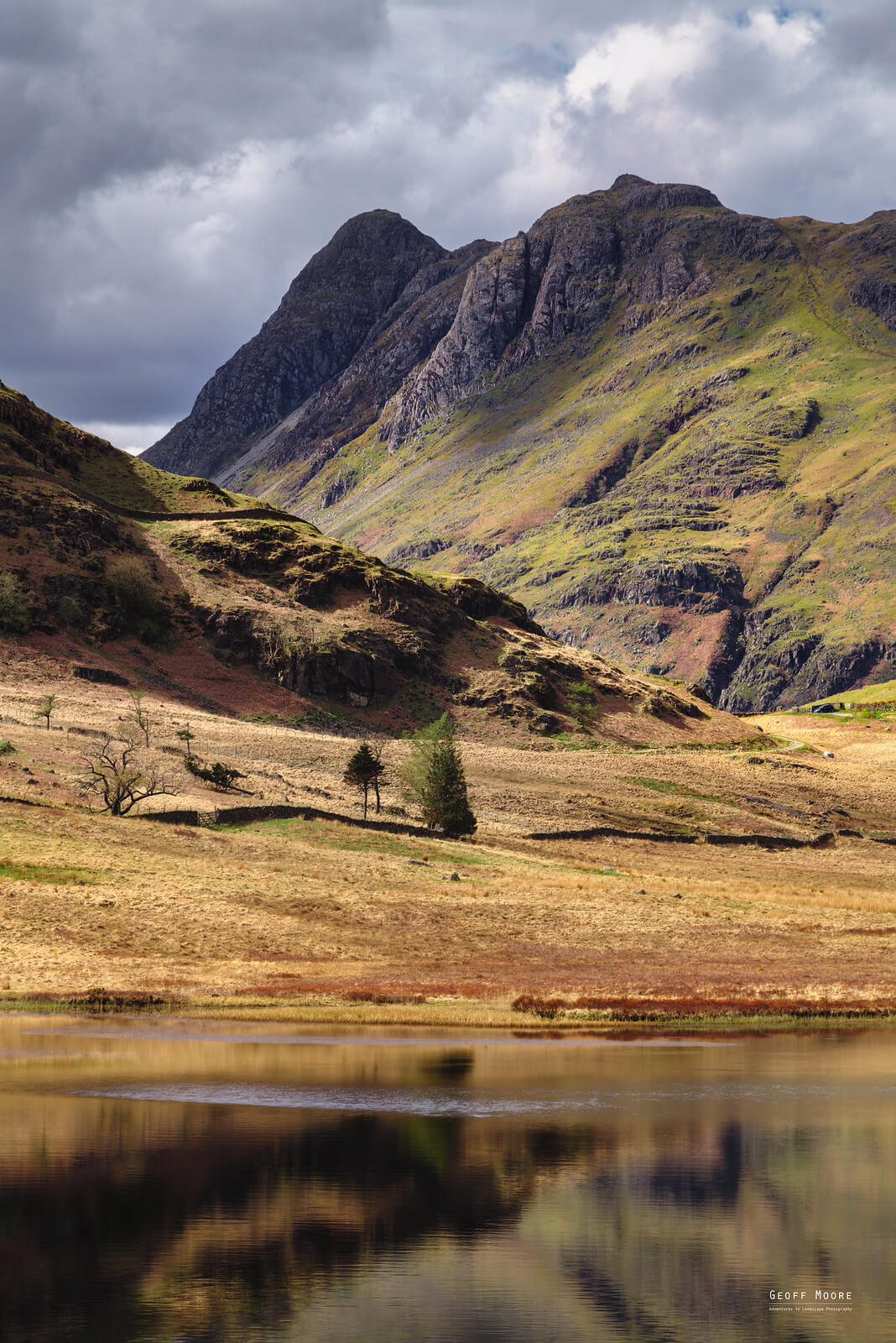 Little Blea Tarn Trees