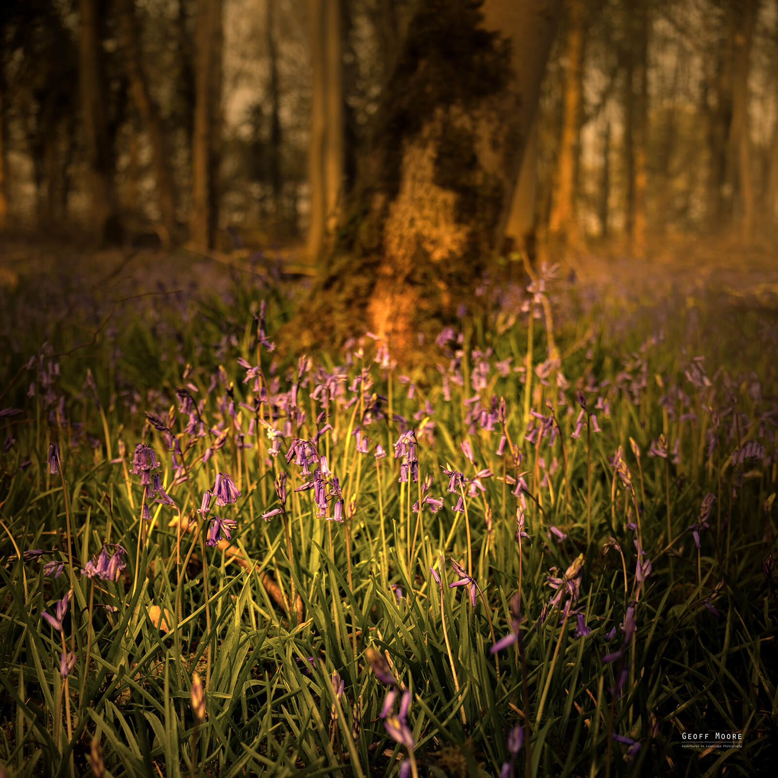 The Big Bluebell Hunt The Big Bluebell Hunt
