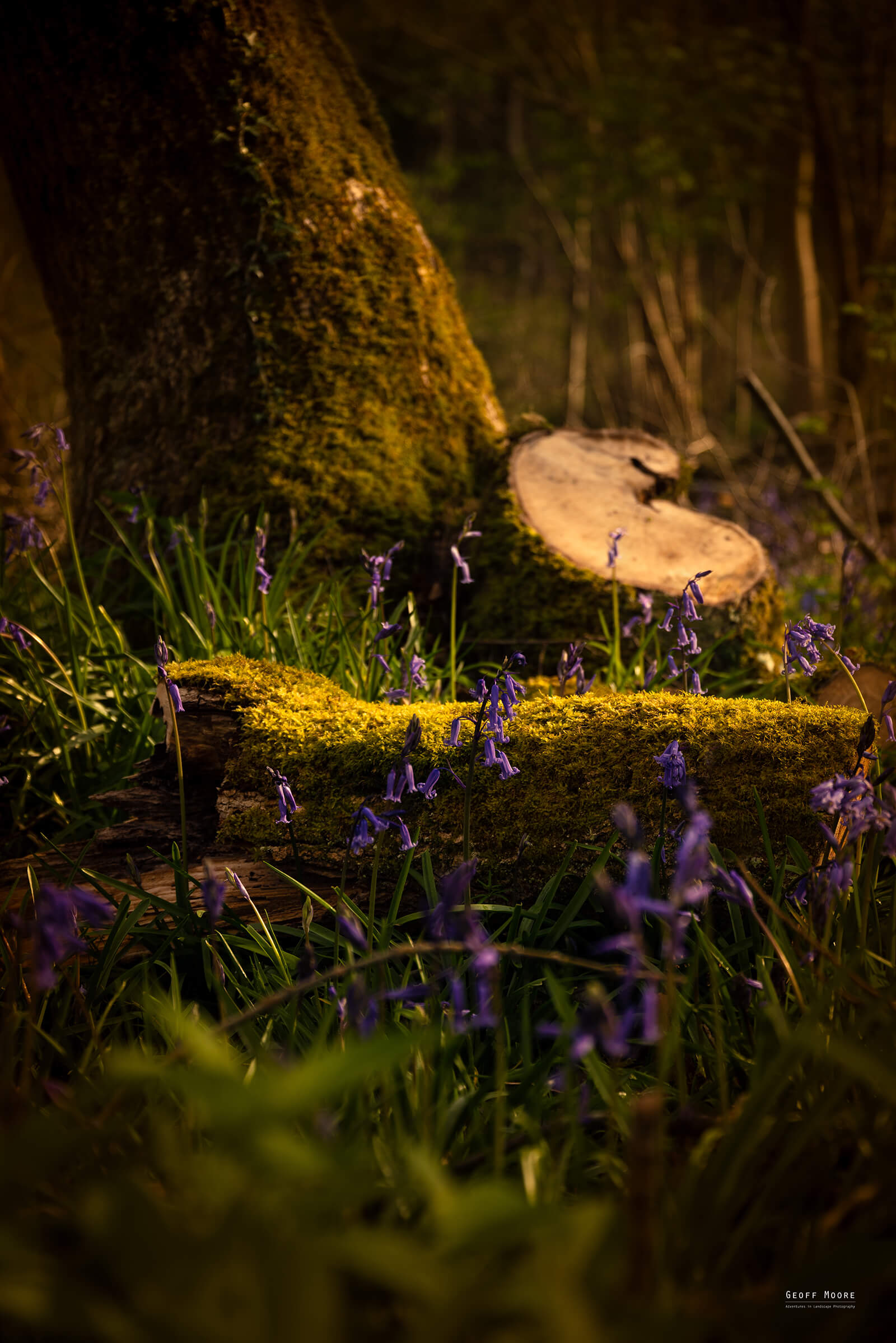 Fairies Corner Fairies Corner