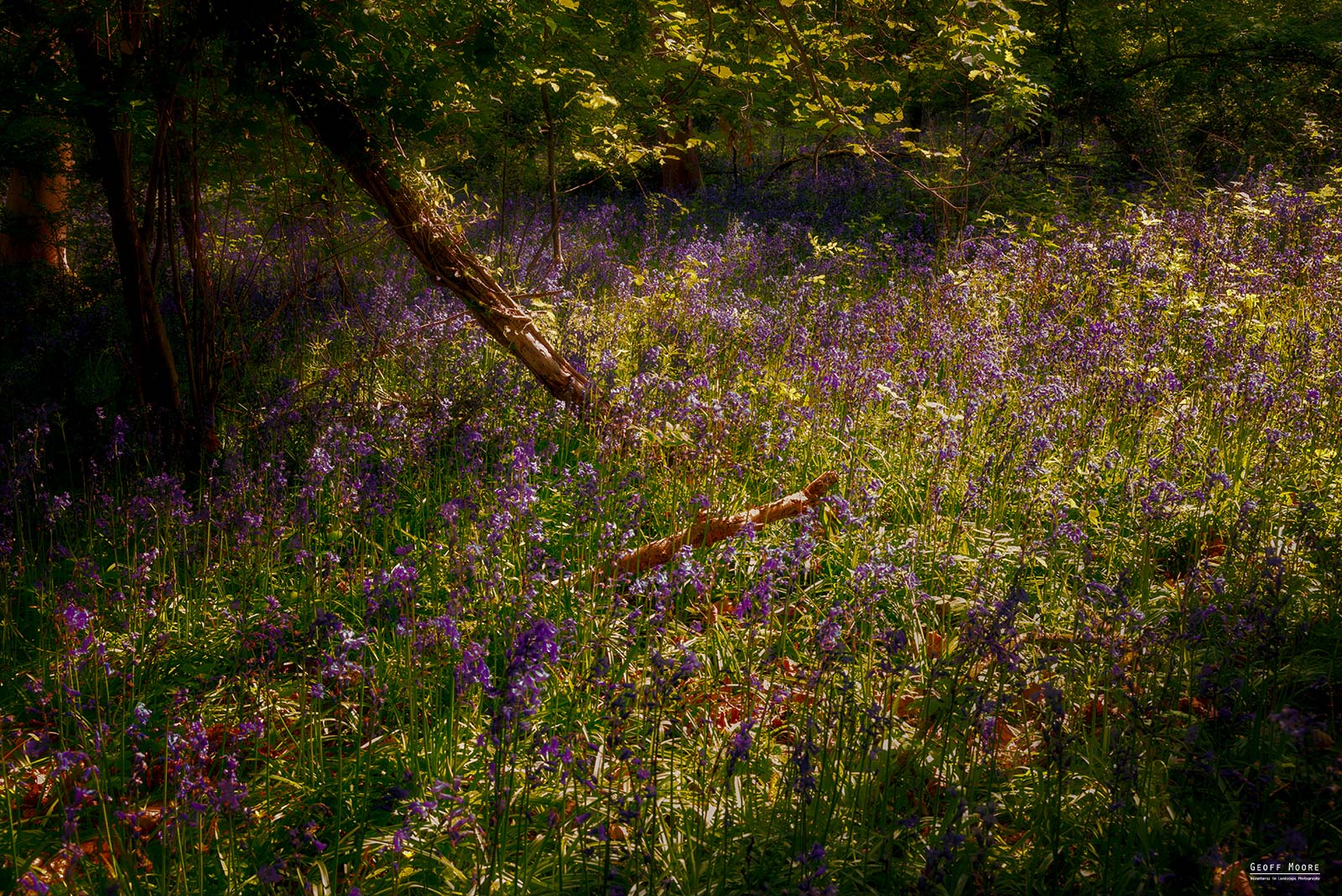 Woodland Floor Bluebell Blanket