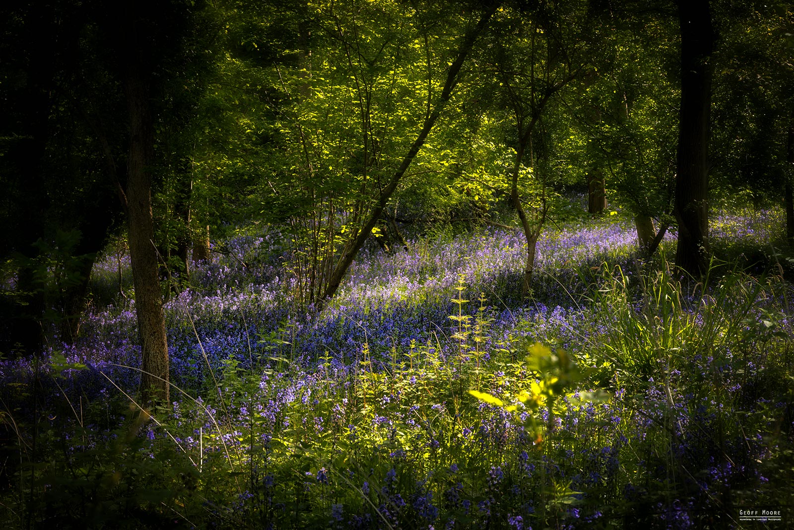 Bluebell Blanket