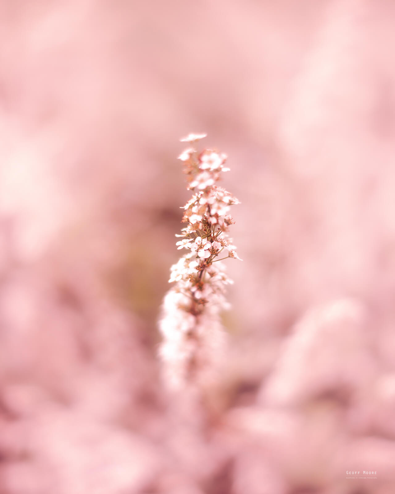 Blush