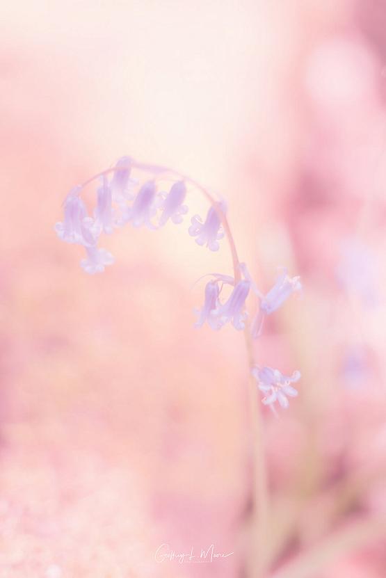 Delicate