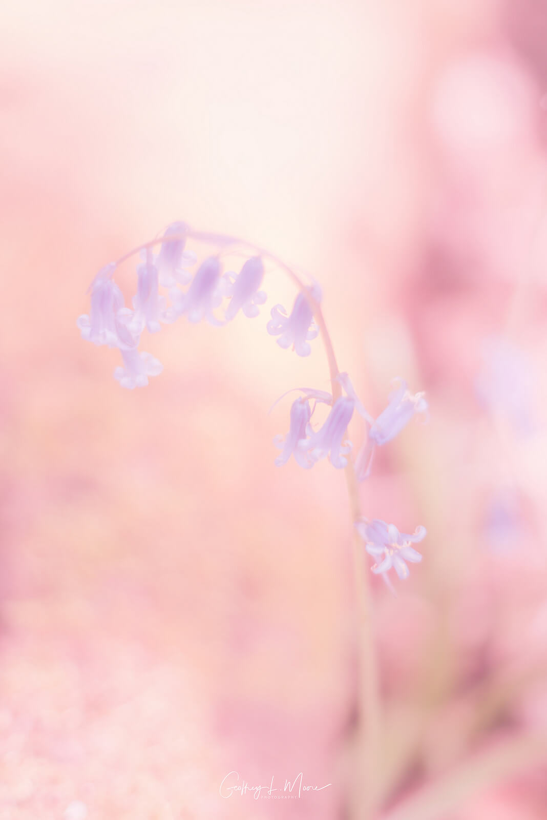 Delicate