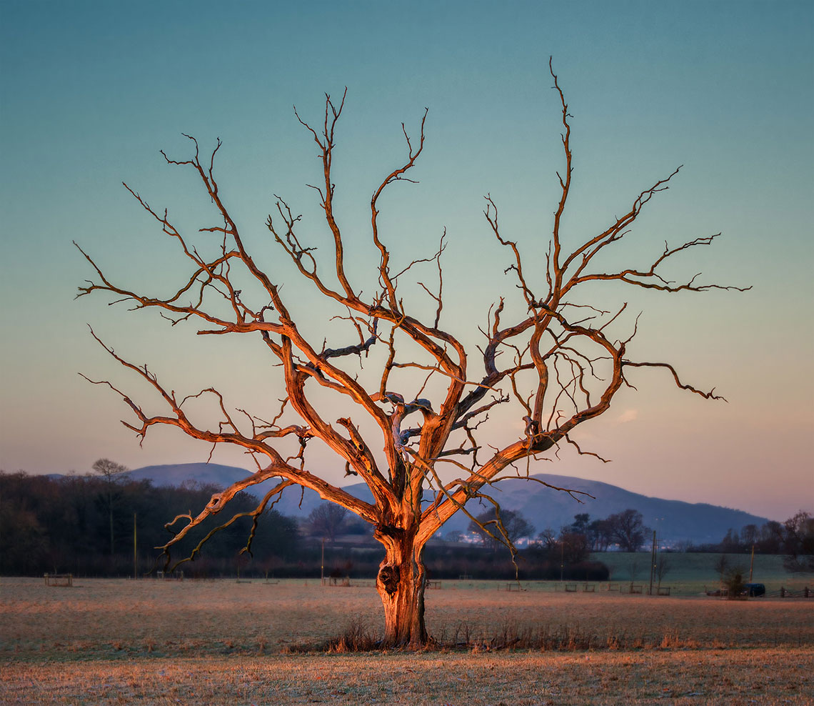 Fire Tree of Croome Court Fire Tree of Croome Court