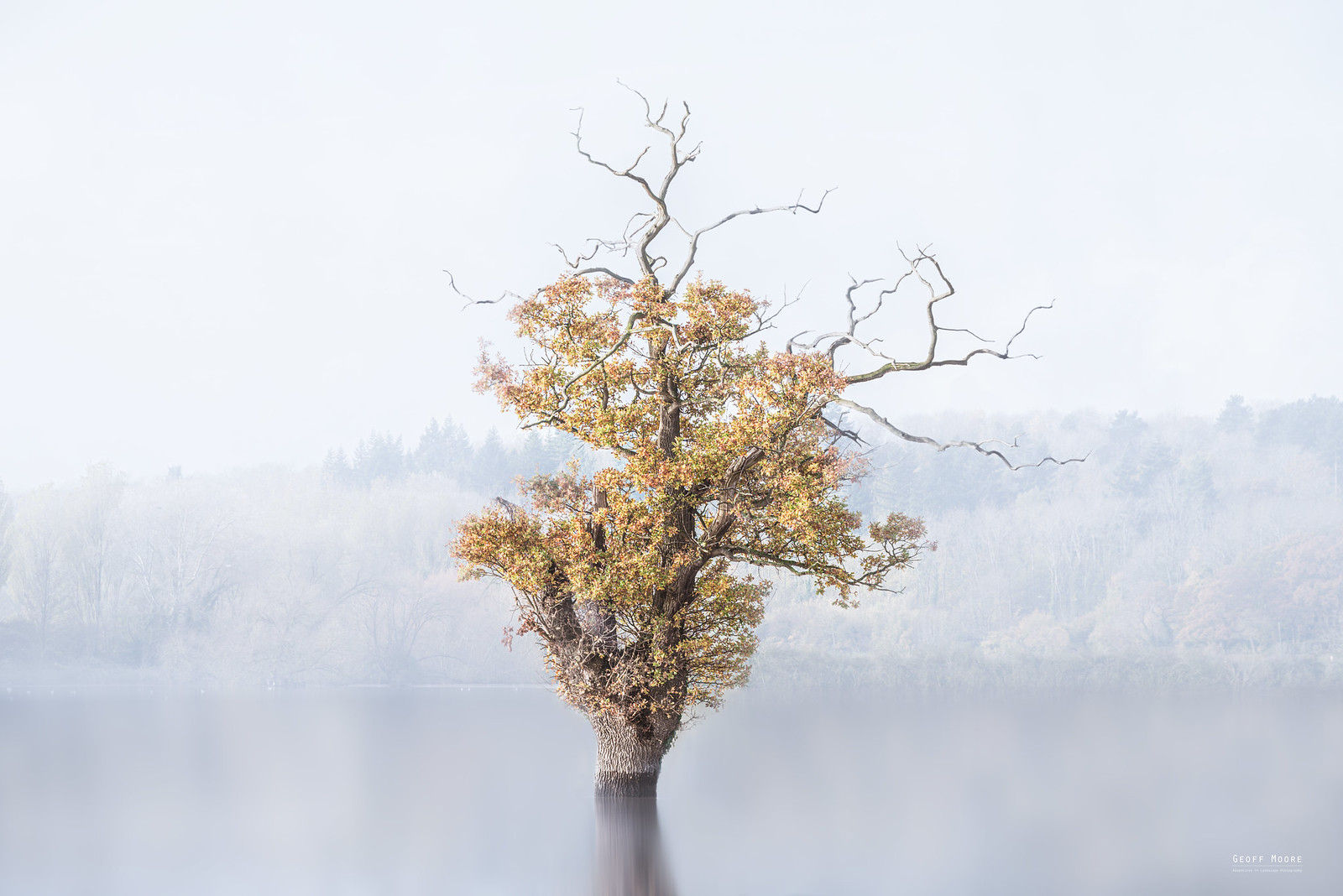 The Flooded Tree The Flooded Tree