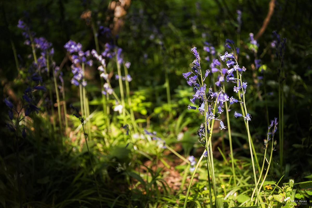 Hunting Woodland Bluebells