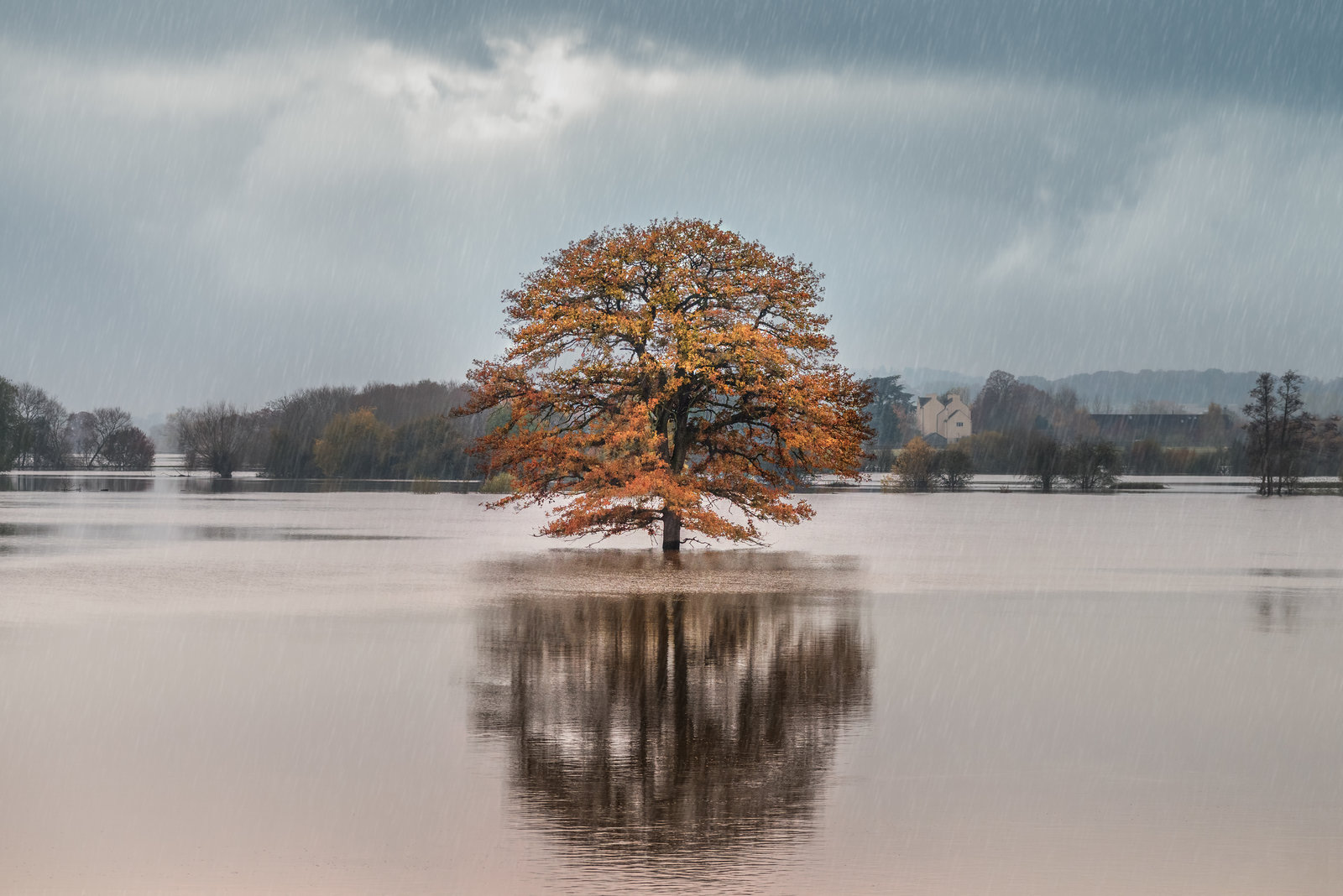 Oak of Carrington Oak of Carrington