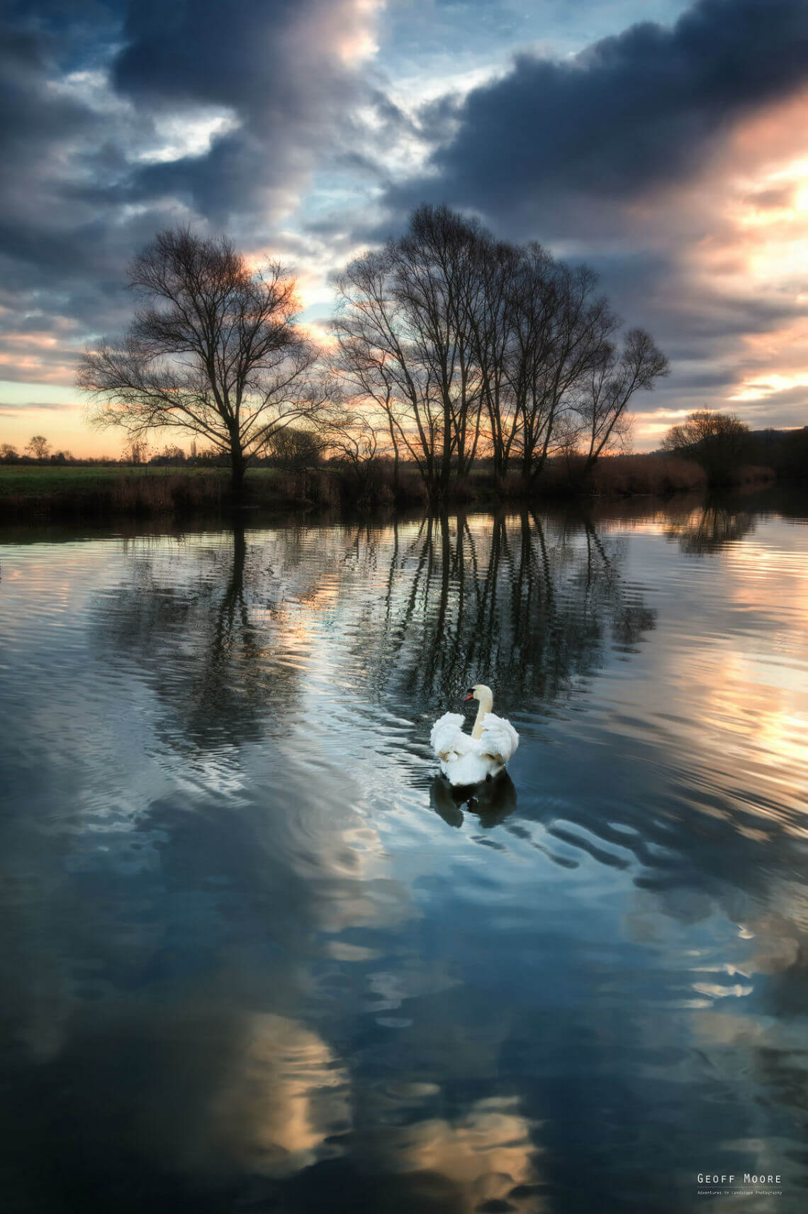 Swan Photobomb Swan Photobomb