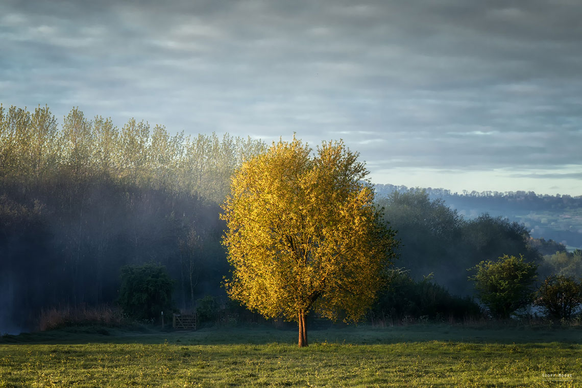The Morning Tree The Morning Tree