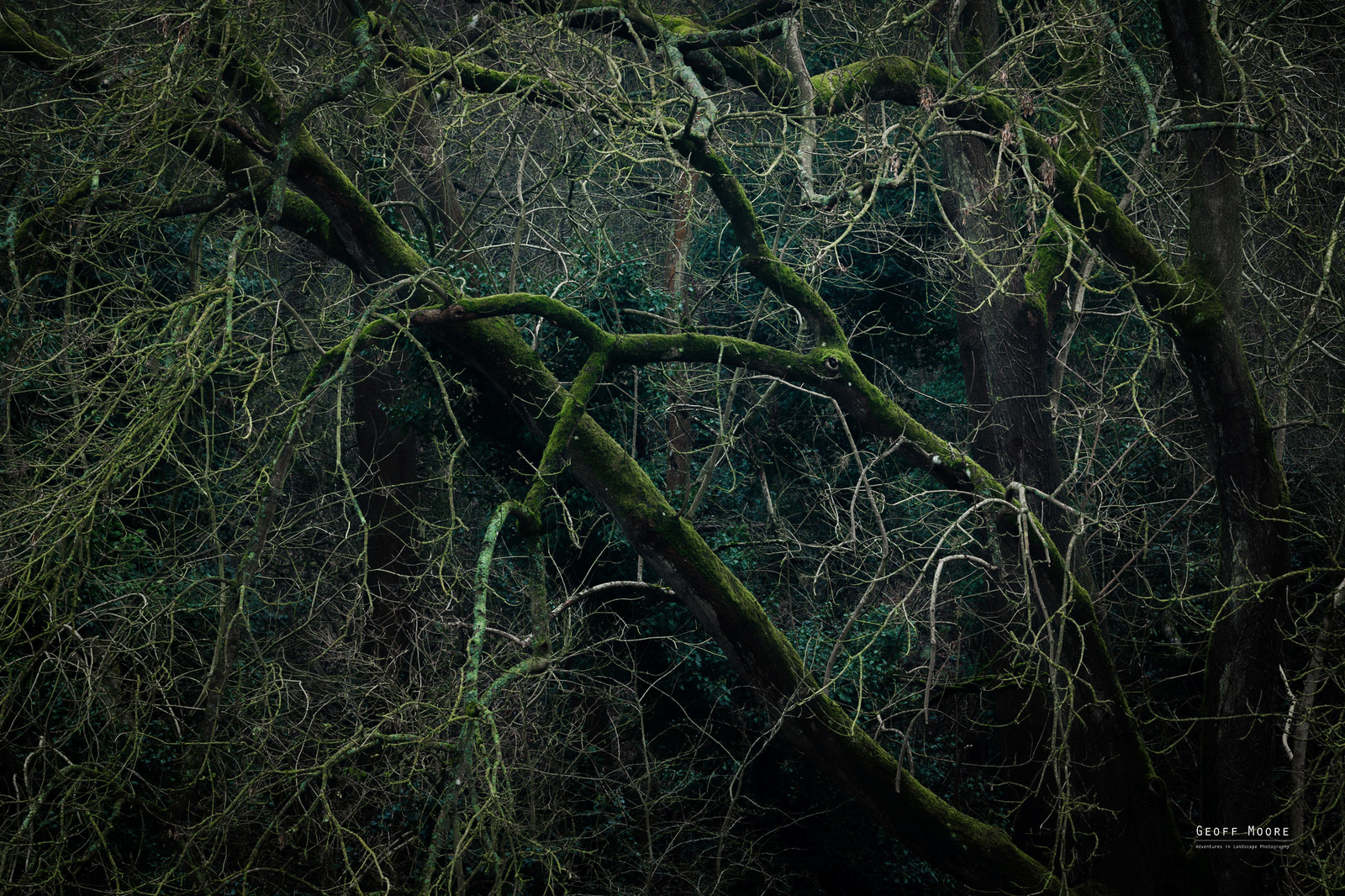 The Trees Have Eyes The Trees Have Eyes