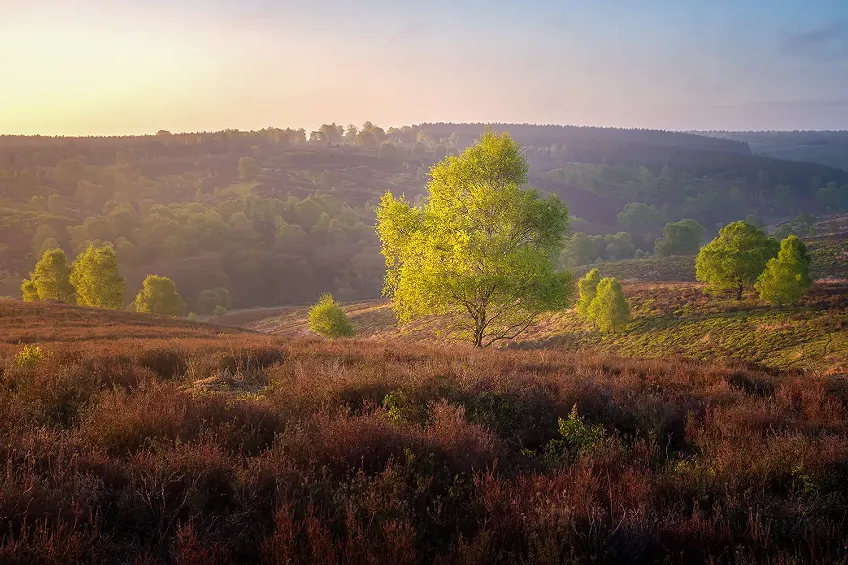 Photographing Sunrise at Brocton Coppice