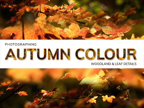 Photographing Autumn Woodland Colour