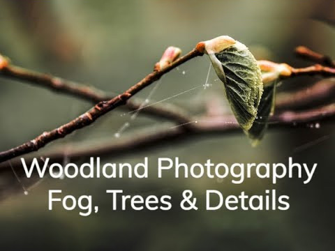 Foggy Woodland Photography Trees & Details in Fog