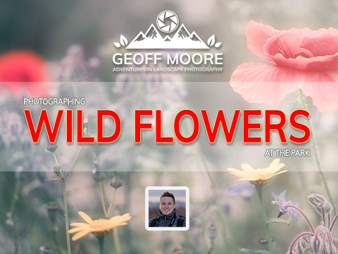 Photographing Wild Flowers