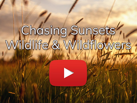 Wildflower & Wildlife Photos & Sunset Photography