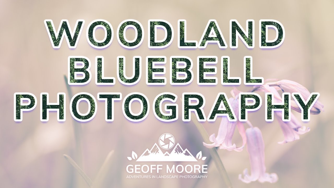 Woodland Bluebell Photography